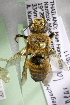  (Megachile nr. lanata - CCDB-14515-D02)  @13 [ ] CreativeCommons - Attribution Non-Commercial Share-Alike (2012) Packer Collection York University York University