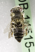  (Megachile ROC01 - CCDB-14515-D08)  @13 [ ] CreativeCommons - Attribution Non-Commercial Share-Alike (2012) Packer Collection York University York University