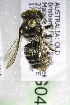  (Megachile AUS8 - CCDB-14515-G04)  @11 [ ] CreativeCommons - Attribution Non-Commercial Share-Alike (2012) Packer Collection York University York University