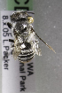  (Megachile AUS10 - CCDB-14515-G06)  @13 [ ] CreativeCommons - Attribution Non-Commercial Share-Alike (2012) Packer Collection York University York University