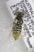  (Megachile AUS3 - CCDB-14515-G09)  @11 [ ] CreativeCommons - Attribution Non-Commercial Share-Alike (2012) Packer Collection York University York University