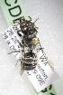  (Megachile AUS5 - CCDB-14515-G11)  @13 [ ] CreativeCommons - Attribution Non-Commercial Share-Alike (2012) Packer Collection York University York University