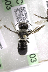  (Megachile punctata - CCDB-14515-H03)  @11 [ ] CreativeCommons - Attribution Non-Commercial Share-Alike (2012) Packer Collection York University York University