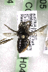  (Megachile pictiventris - CCDB-14515-H04)  @11 [ ] CreativeCommons - Attribution Non-Commercial Share-Alike (2012) Packer Collection York University York University