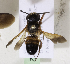  (Megachile GHA04 - CCDB-15253 A12)  @11 [ ] CreativeCommons - Attribution Non-Commercial Share-Alike (2012) Packer Collection York University York University