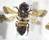  (Megachile GHA03 - CCDB-15253 C06)  @15 [ ] CreativeCommons - Attribution Non-Commercial Share-Alike (2012) Packer Collection York University York University