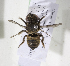 (Megachile AFR02 - CCDB-15253 C12)  @13 [ ] CreativeCommons - Attribution Non-Commercial Share-Alike (2012) Packer Collection York University York University