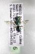  (Augochlora MEX01 - CCDB-09841 B06)  @13 [ ] Unspecified (default): All Rights Reserved (2010) Unspecified Unspecified