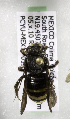  (Paranthidium Mex1 - CCDB-09841 F03)  @12 [ ] Unspecified (default): All Rights Reserved (2010) Unspecified Unspecified