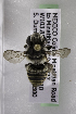 (Megachile MEX03 - CCDB-09842 D01)  @14 [ ] CreativeCommons - Attribution Non-Commercial Share-Alike (2010) Packer Collection York University York University