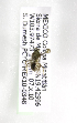  (Lasioglossum mex26 - CCDB-09842 G05)  @13 [ ] CreativeCommons - Attribution Non-Commercial Share-Alike (2010) Packer Collection York University York University