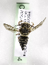  (Coelioxys MEX01 - CCDB-09853 B04)  @13 [ ] CreativeCommons - Attribution Non-Commercial Share-Alike (2010) Packer Collection York University York University