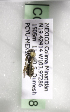  (Lasioglossum providens - CCDB-09854 A08)  @11 [ ] CreativeCommons - Attribution Non-Commercial Share-Alike (2010) Packer Collection York University York University