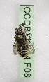 (Megachile KEN23 - CCDB-09854 F08)  @13 [ ] CreativeCommons - Attribution Non-Commercial Share-Alike (2010) Packer Collection York University York University