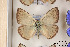  ( - Agro-010)  @12 [ ] Copyright (2011) University of Florida, FMNH - McGuire Center University of Florida, FMNH - McGuire Center