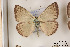  ( - Agro-013)  @12 [ ] Copyright (2011) University of Florida, FMNH - McGuire Center University of Florida, FMNH - McGuire Center