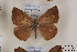  ( - Agro-016)  @13 [ ] Copyright (2011) University of Florida, FMNH - McGuire Center University of Florida, FMNH - McGuire Center