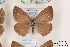  ( - Agro-020)  @13 [ ] Copyright (2011) University of Florida, FMNH - McGuire Center University of Florida, FMNH - McGuire Center