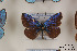  (Polyommatus erschoffii - Agro-024)  @12 [ ] Copyright (2011) University of Florida, FMNH - McGuire Center University of Florida, FMNH - McGuire Center