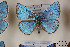  (Polyommatus transcaspicus - Agro-025)  @14 [ ] Copyright (2011) University of Florida, FMNH - McGuire Center University of Florida, FMNH - McGuire Center