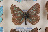  ( - Agro-027)  @12 [ ] Copyright (2011) University of Florida, FMNH - McGuire Center University of Florida, FMNH - McGuire Center