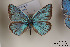 (Polyommatus iphidamon - Agro-043)  @13 [ ] Copyright (2011) University of Florida, FMNH - McGuire Center University of Florida, FMNH - McGuire Center