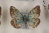  (Polyommatus phyllis - Agro-072)  @14 [ ] Copyright (2011) University of Florida, FMNH - McGuire Center University of Florida, FMNH - McGuire Center