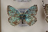  (Polyommatus posthumus - Agro-081)  @12 [ ] Copyright (2011) University of Florida, FMNH - McGuire Center University of Florida, FMNH - McGuire Center