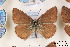  (Polyommatus - Agro-094)  @15 [ ] Copyright (2011) University of Florida, FMNH - McGuire Center University of Florida, FMNH - McGuire Center