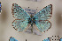  (Polyommatus vanensis - Agro-104)  @12 [ ] Copyright (2011) University of Florida, FMNH - McGuire Center University of Florida, FMNH - McGuire Center