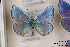  ( - Agro-118)  @11 [ ] Copyright (2011) University of Florida, FMNH - McGuire Center University of Florida, FMNH - McGuire Center