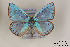  ( - Agro-123)  @11 [ ] Copyright (2011) University of Florida, FMNH - McGuire Center University of Florida, FMNH - McGuire Center