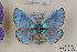  ( - Agro-125)  @11 [ ] Copyright (2011) University of Florida, FMNH - McGuire Center University of Florida, FMNH - McGuire Center