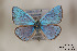  (Polyommatus ectabanensis - Agro-129)  @14 [ ] Copyright (2011) University of Florida, FMNH - McGuire Center University of Florida, FMNH - McGuire Center