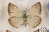  (Polyommatus sennanensis - Agro-146)  @14 [ ] Copyright (2011) University of Florida, FMNH - McGuire Center University of Florida, FMNH - McGuire Center