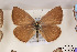  ( - Agro-147)  @13 [ ] Copyright (2011) University of Florida, FMNH - McGuire Center University of Florida, FMNH - McGuire Center