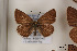  ( - Agro-150)  @12 [ ] Copyright (2011) University of Florida, FMNH - McGuire Center University of Florida, FMNH - McGuire Center