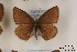  ( - Agro-157)  @13 [ ] Copyright (2011) University of Florida, FMNH - McGuire Center University of Florida, FMNH - McGuire Center