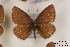  ( - Agro-159)  @13 [ ] Copyright (2011) University of Florida, FMNH - McGuire Center University of Florida, FMNH - McGuire Center