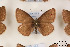  ( - Agro-163)  @13 [ ] Copyright (2011) University of Florida, FMNH - McGuire Center University of Florida, FMNH - McGuire Center