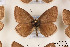  ( - Agro-165)  @13 [ ] Copyright (2011) University of Florida, FMNH - McGuire Center University of Florida, FMNH - McGuire Center