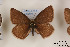  ( - Agro-170)  @13 [ ] Copyright (2011) University of Florida, FMNH - McGuire Center University of Florida, FMNH - McGuire Center