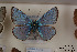  ( - Agro-175)  @13 [ ] Copyright (2011) University of Florida, FMNH - McGuire Center University of Florida, FMNH - McGuire Center
