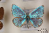  (Polyommatus brandti - Agro-179)  @13 [ ] Copyright (2011) University of Florida, FMNH - McGuire Center University of Florida, FMNH - McGuire Center