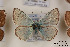  (Polyommatus shahrami - Agro-180)  @14 [ ] Copyright (2011) University of Florida, FMNH - McGuire Center University of Florida, FMNH - McGuire Center