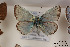  ( - Agro-182)  @13 [ ] Copyright (2011) University of Florida, FMNH - McGuire Center University of Florida, FMNH - McGuire Center