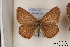  ( - Agro-183)  @12 [ ] Copyright (2011) University of Florida, FMNH - McGuire Center University of Florida, FMNH - McGuire Center