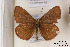  ( - Agro-185)  @12 [ ] Copyright (2011) University of Florida, FMNH - McGuire Center University of Florida, FMNH - McGuire Center