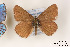  (Polyommatus admetus - Agro-190)  @12 [ ] Copyright (2011) University of Florida, FMNH - McGuire Center University of Florida, FMNH - McGuire Center