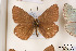  ( - Agro-223)  @12 [ ] Copyright (2011) University of Florida, FMNH - McGuire Center University of Florida, FMNH - McGuire Center